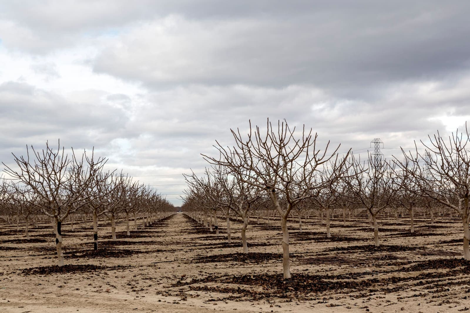 Rows of bare orchard trees under a winter sky in the Central Valley